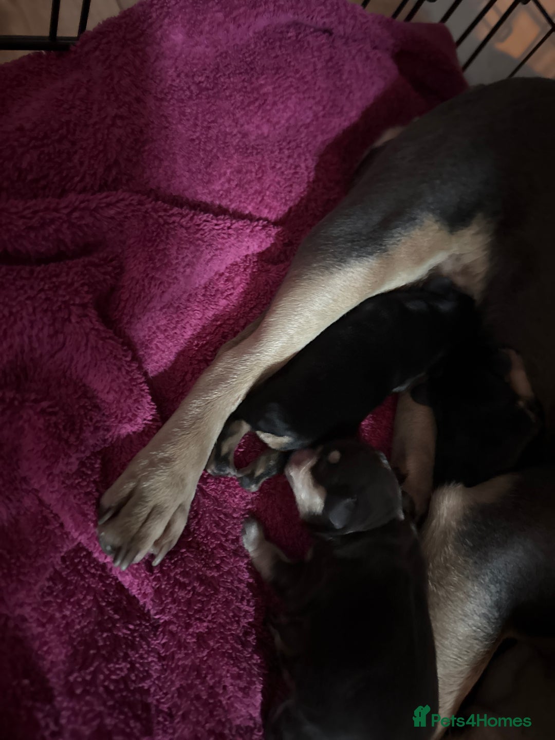 French Bulldog dogs for sale: Three French bulldog males  - Advert 5