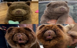Chow Chow dogs for sale: KC Chocolate GIRL 💗chow chow available 🏆 - Image 5