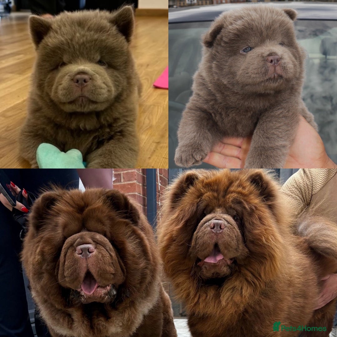 Chow Chow dogs for sale: KC Chocolate GIRL 💗chow chow available 🏆 - Image 5
