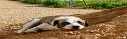 Mixed Breed dogs for adoption: 🐾 Meet Benji 😍😍 - Advert 4