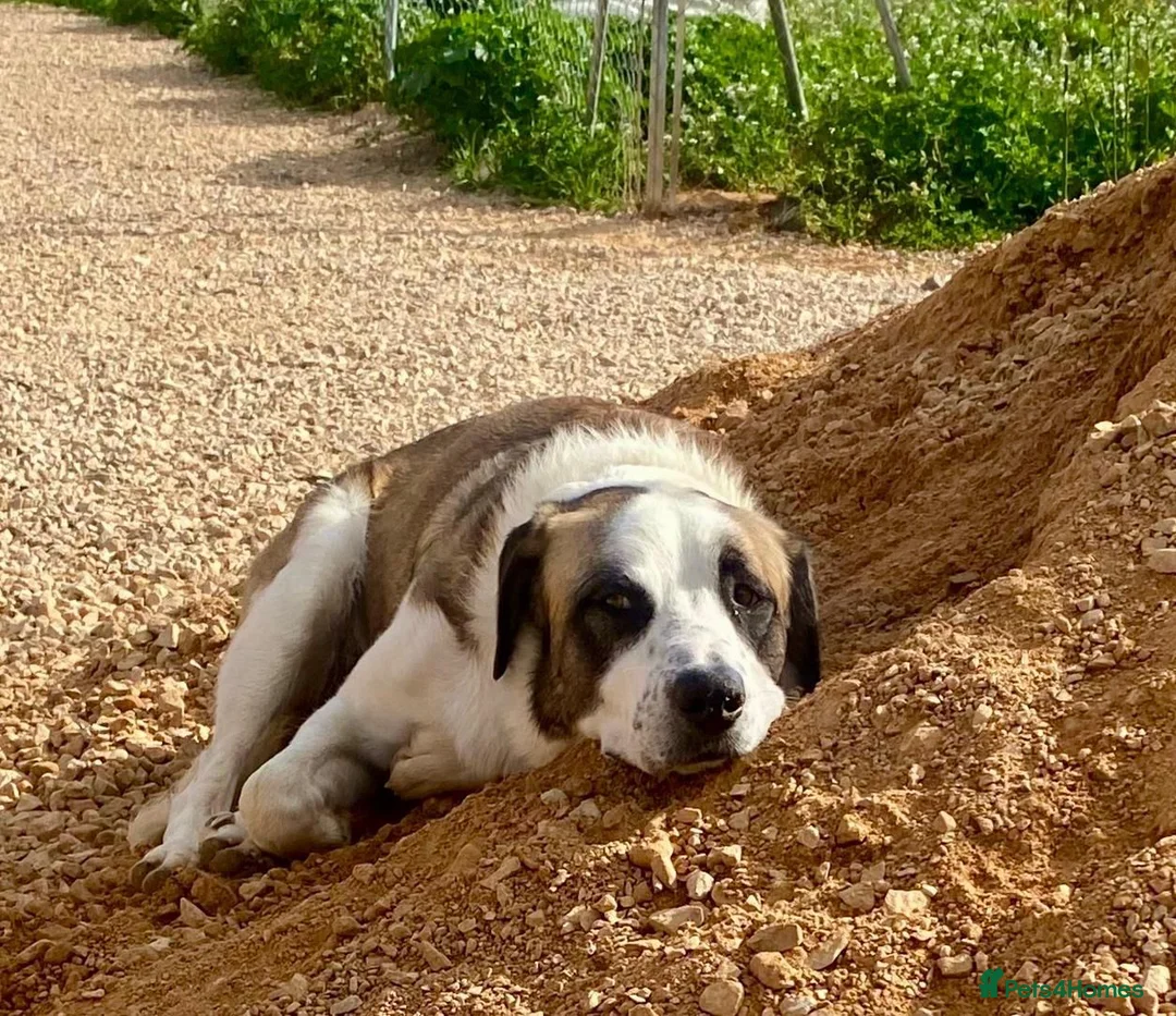 Mixed Breed dogs for adoption: 🚨 Time Running Out For Rocky   - Advert 2