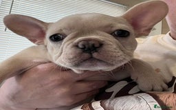French Bulldog dogs for sale: Beautiful non kc female  - Image 15