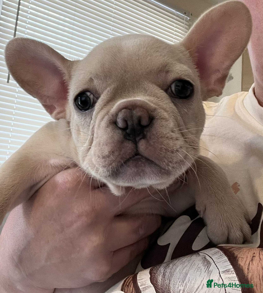 French Bulldog dogs for sale: Beautiful non kc female  - Image 15