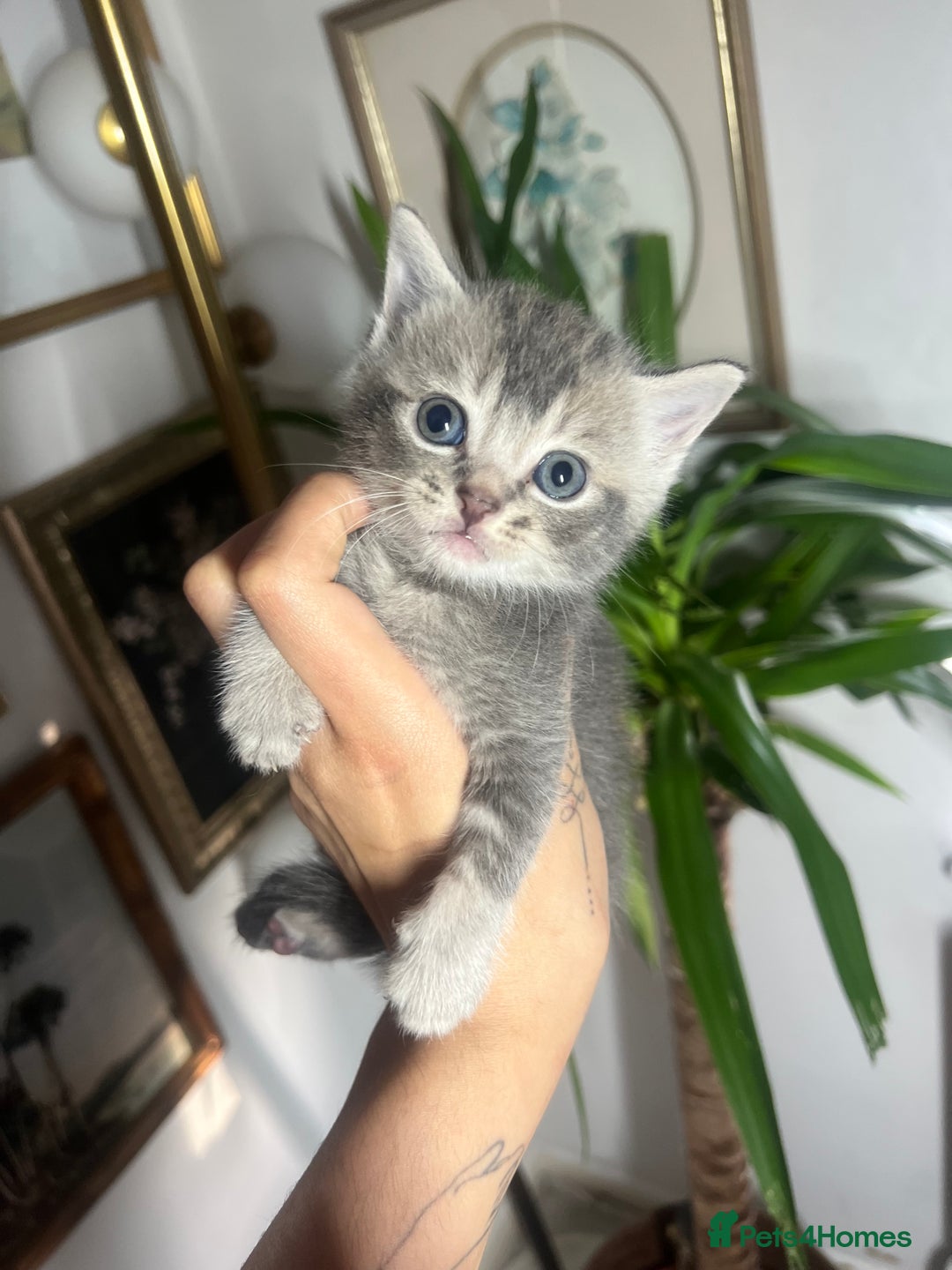 British Shorthair cats for sale: British shorthair mix kittens open to offers - Image 5