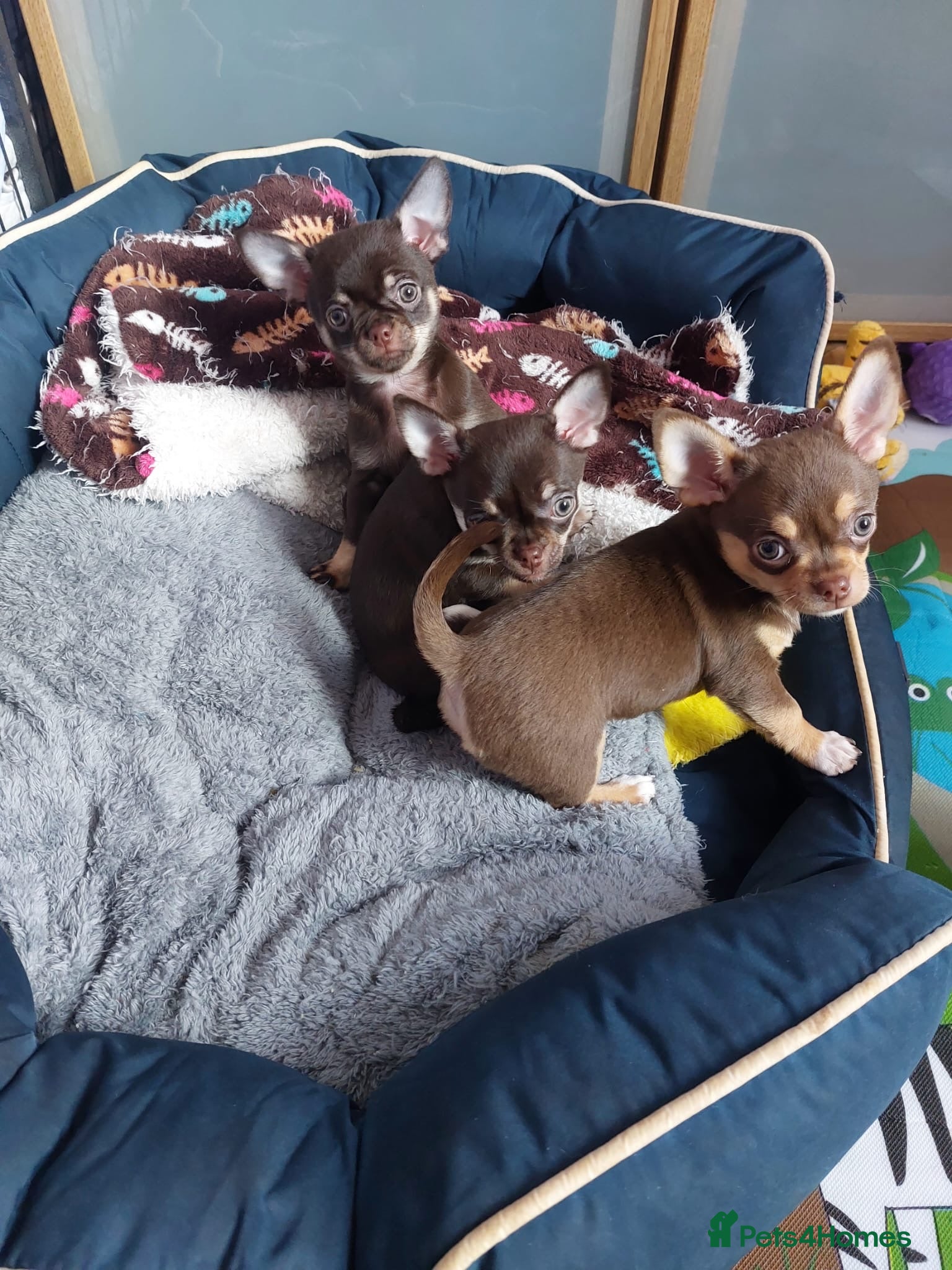 Chihuahua dogs Chihuahua puppies  - Advert 1