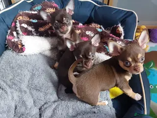 Chihuahua dogs Chihuahua puppies - Advert 6