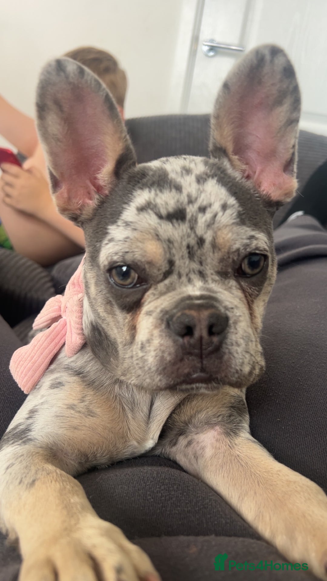 French Bulldog dogs for sale: French bulldog  - Image 6