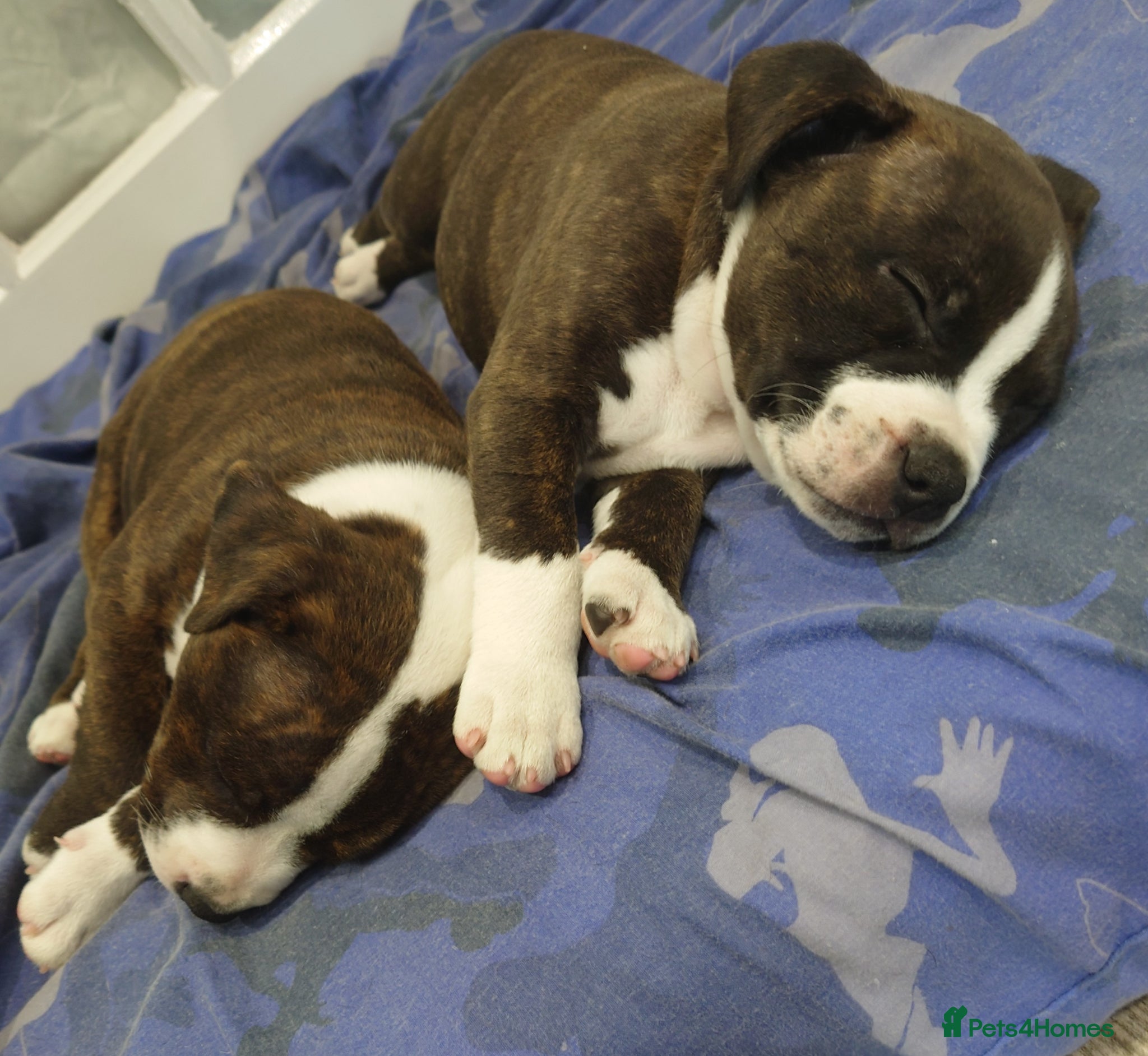 Staffordshire Bull Terrier dogs 2X full breed KC Staffordshire bull terrier pups - Advert 10