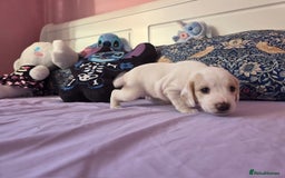 Mixed Breed dogs for sale: Cocker Spaniel Puppies – 4 Weeks Old - reserve now - Advert 30