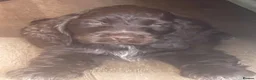 Cocker Spaniel dogs for sale: 🐶Health tested show cockers 🐕‍🦺🐾🐾🐾 - Advert 7