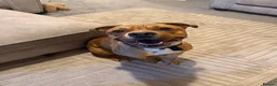 Mixed Breed dogs for sale: Staffordshire bull terrier mixed breed  - Advert 3