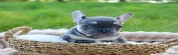 French Bulldog dogs for sale: KC Lilac, Black Tan French Bulldog - Advert 17