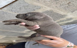 Cane Corso dogs for sale: Top Quality Purebred 8 Blue Cane Corso Puppies  - Advert 5
