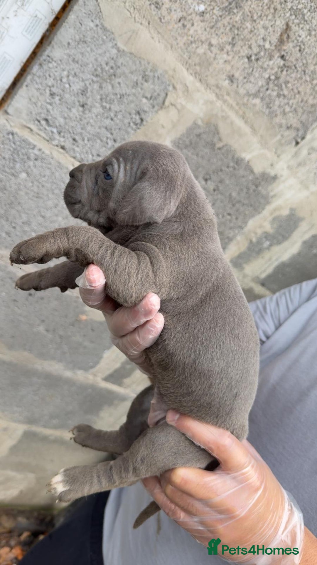 Cane Corso dogs for sale: Top Quality Purebred 8 Blue Cane Corso Puppies  - Advert 5