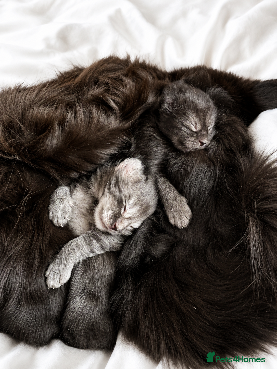 Maine Coon cats Maine Coon Kittens Russian & European Champ Lines - Advert 2