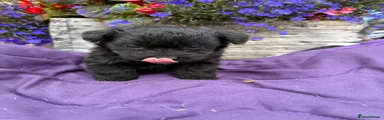 Westiepoo 5