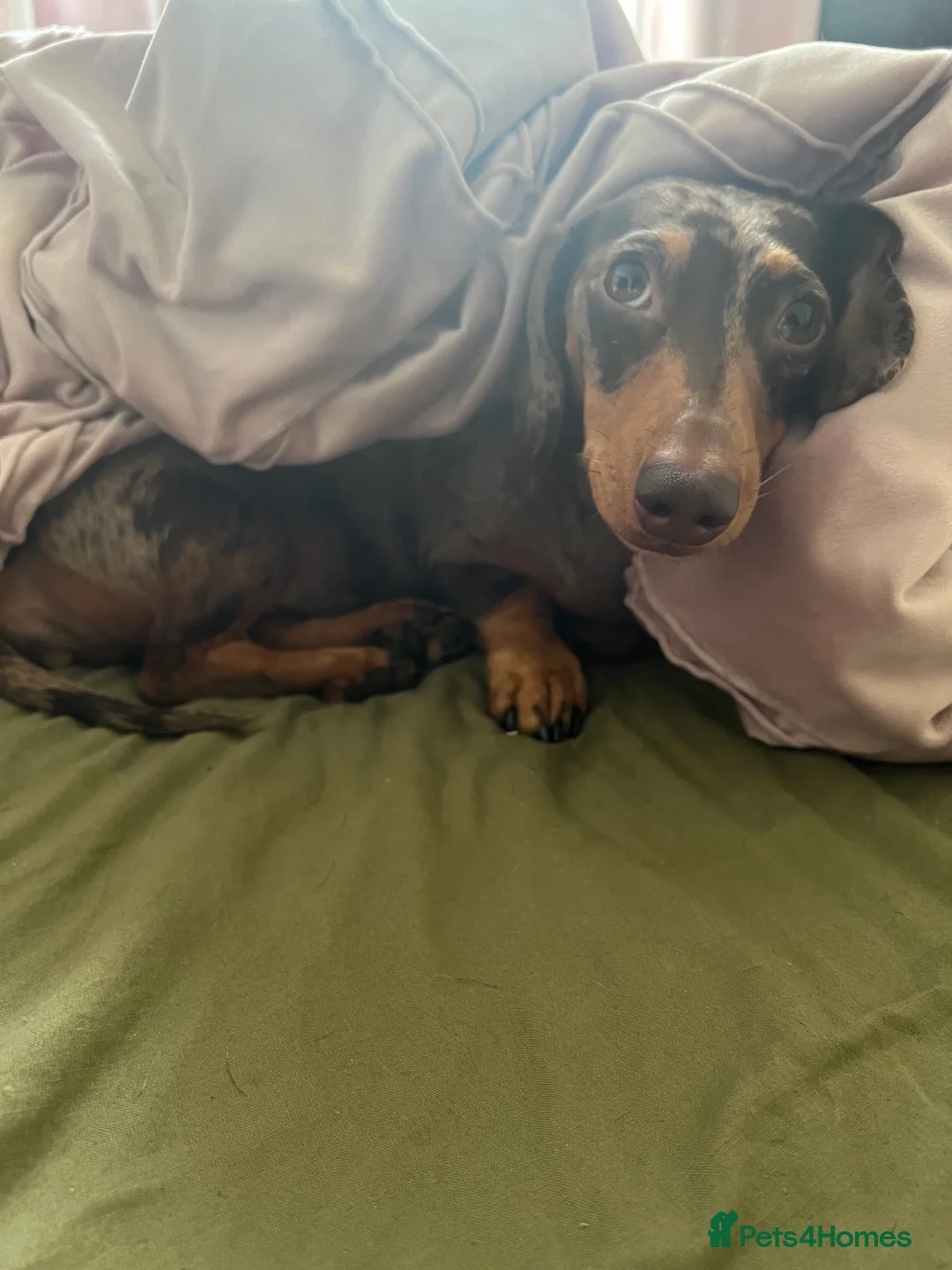 Miniature Dachshund dogs for sale: Hazel seeks new lap - Advert 8