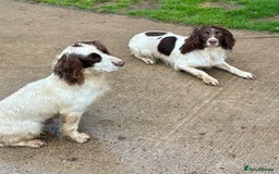 English Springer Spaniel dogs for sale: GAMEKEEPER BRED SPRINGER SPANIEL PUPS - Image 15