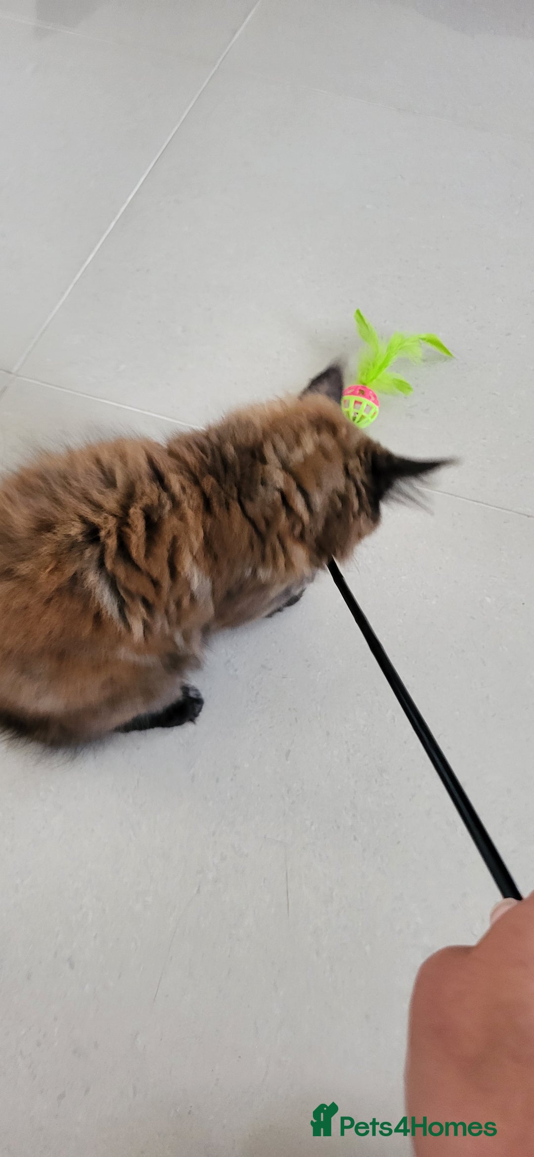 Maine Coon cats for sale: ⭐️⭐️LAST MAINECOON BABY LEFT.⭐️⭐️ in Southampton - Image 5