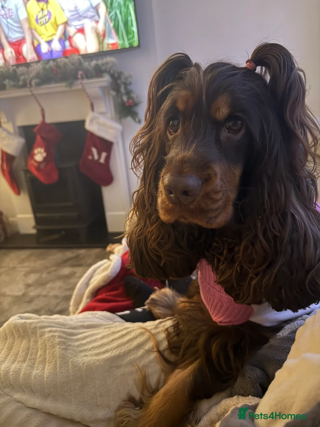 Cocker Spaniel dogs for sale: Health tested clear show cocker spaniel puppies - Advert 21