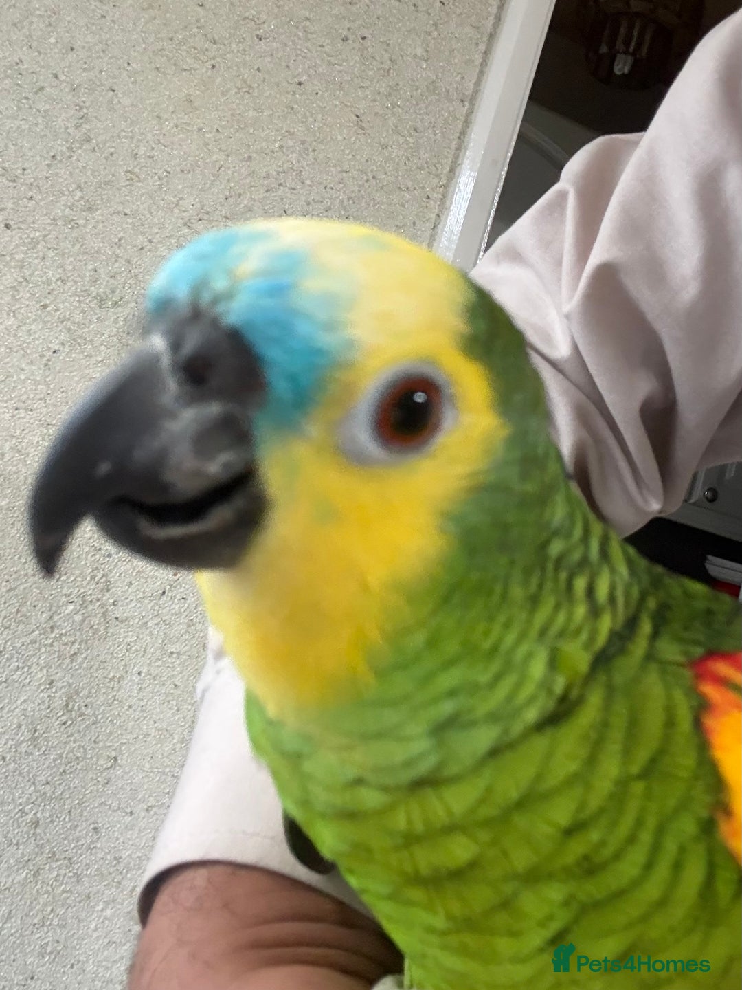 Parrots birds for sale: Blue Font Amazon Male Parrot sorry sold now - Advert 4