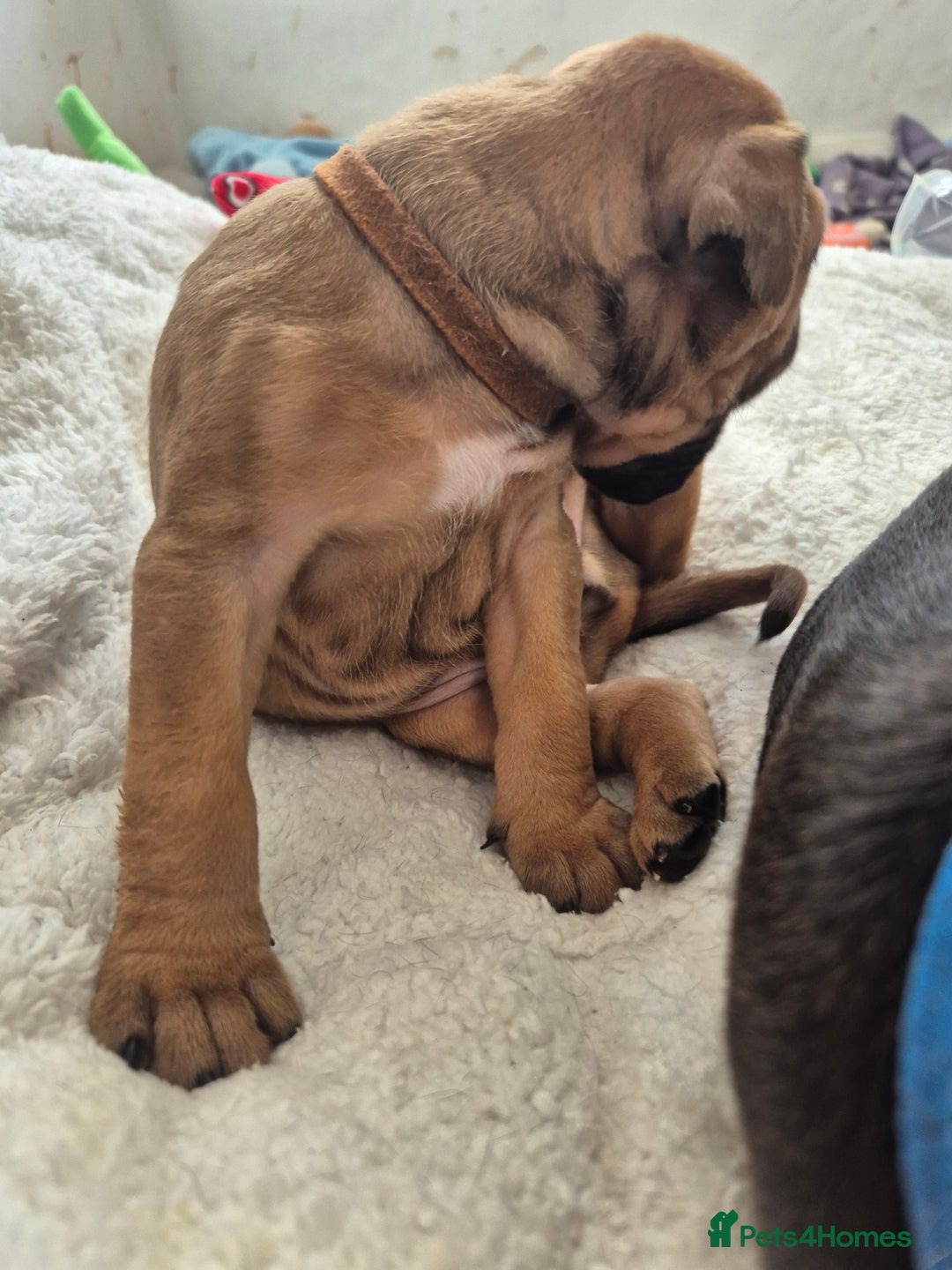 Mixed Breed dogs for sale: Bullmastiff x puppies 🐶  - Image 7