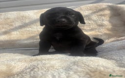 Labrador Retriever dogs for sale: 8 Kennel club reg  health tested chunky Labradors  - Image 30