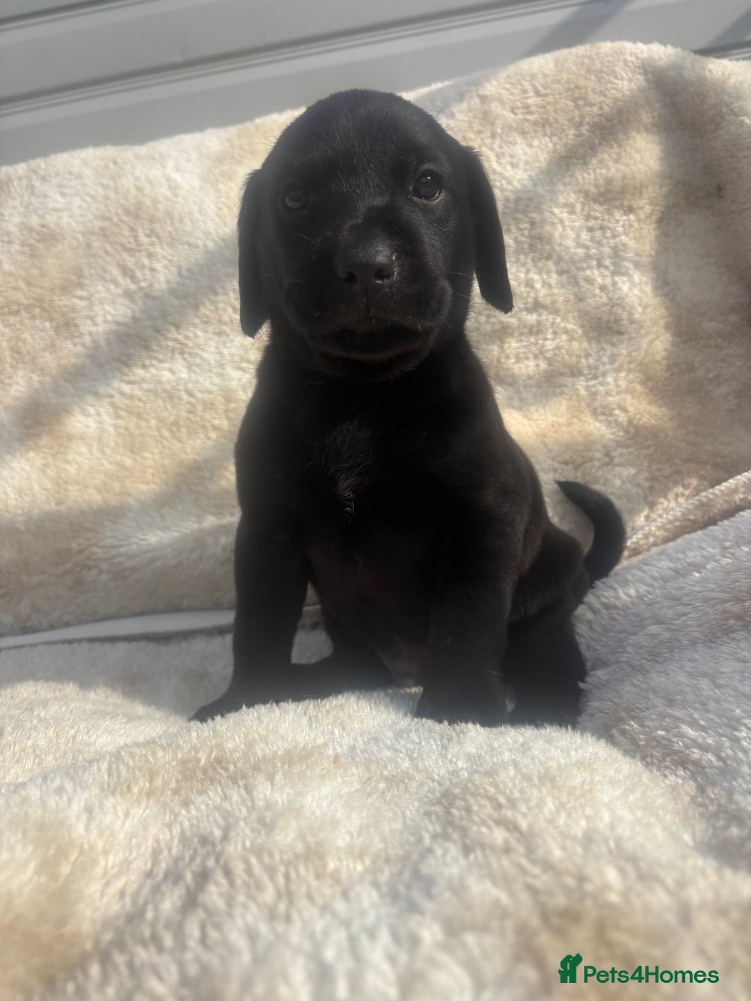 Labrador Retriever dogs for sale: 8 Kennel club reg  health tested chunky Labradors  - Image 30