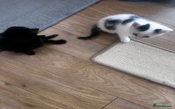 Turkish Angora cats for sale: 2 Turkish anagora X Bombay kittens - Image 8