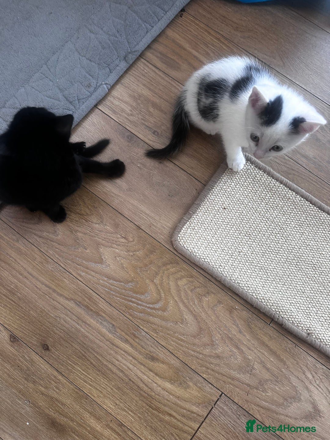 Turkish Angora cats for sale: 2 Turkish anagora X Bombay kittens - Image 8
