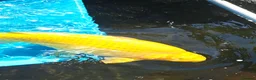 Koi Carp fish for sale: Platinum Ogon Chagoi Hi Utsuri - Advert 7
