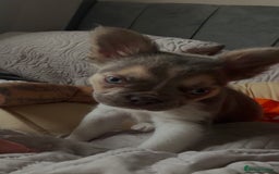 French Bulldog dogs for sale: French bulldog pup - Advert 2