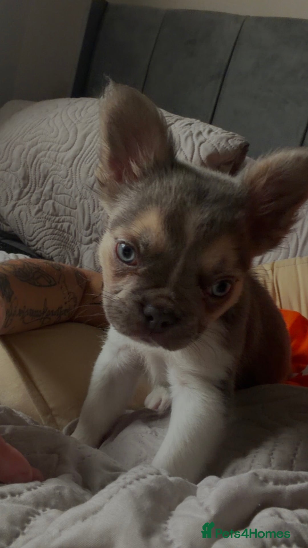 French Bulldog dogs for sale: French bulldog pup - Advert 2