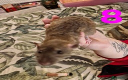 Rat rodents for sale: 9 beautiful girls - Image 28