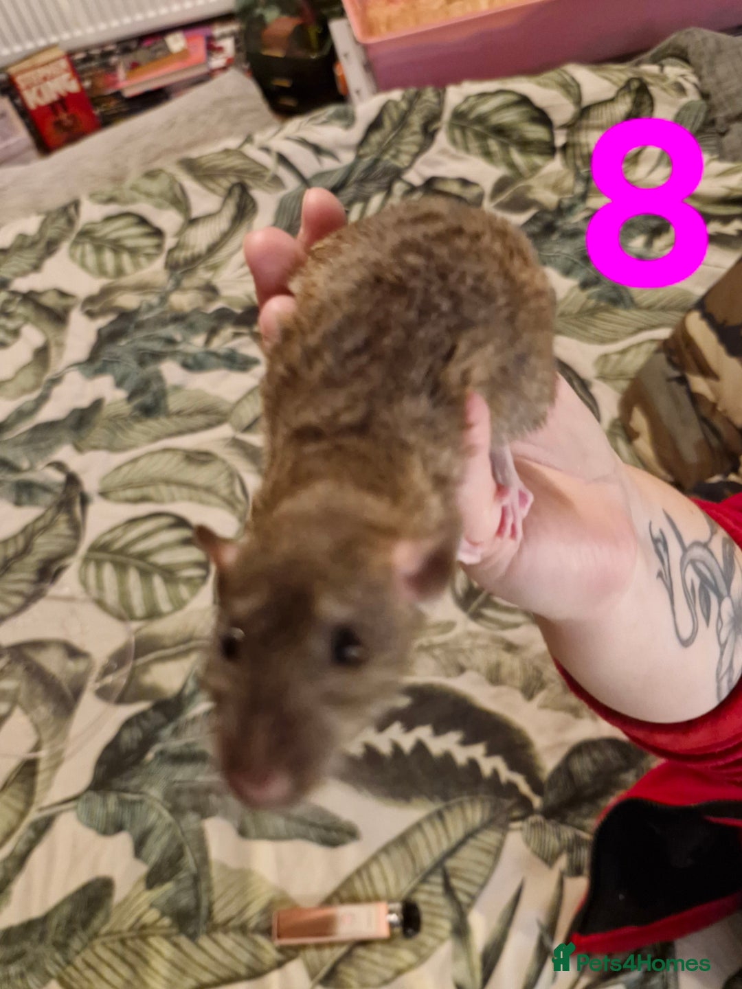 Rat rodents for sale: 9 beautiful girls - Image 28