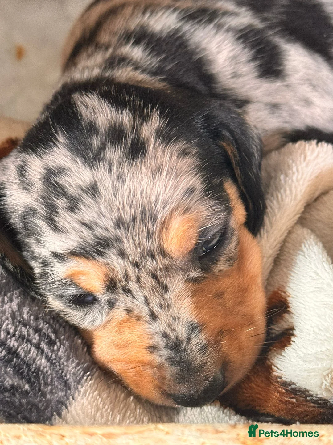 Miniature Dachshund dogs for sale: Shorthaired miniature dachshunds in Glenrothes - Advert 2