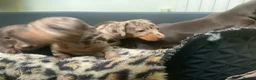 Miniature Dachshund dogs for sale: Funny happy miniature dachshund puppies - Advert 5