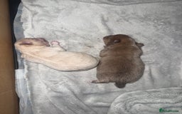 Chihuahua dogs for sale: Chihuahua puppies  - Image 10