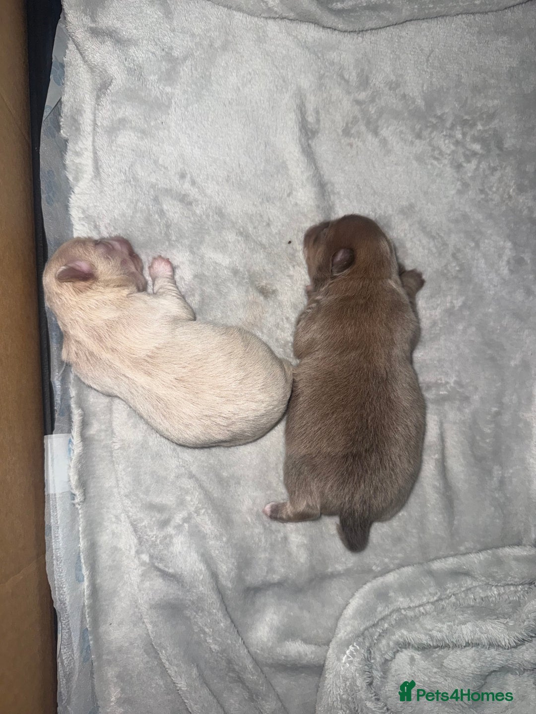 Chihuahua dogs for sale: Chihuahua puppies  - Image 10