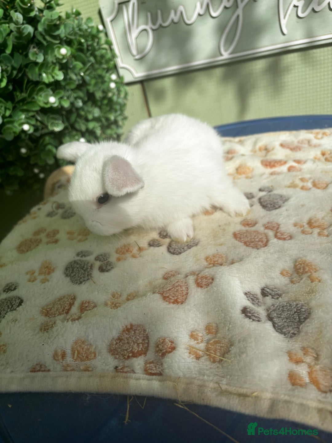 Mini Lop rabbits for sale: ❤️❤️Beautiful minilop bubbies for sale ❤️❤️ - Image 11