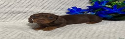 Miniature Dachshund dogs for sale: BEAUTIFUL KC MINI DACHSHUND READY TO LEAVE 23/12   - Advert 30