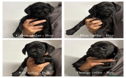Mixed Breed dogs for sale: Cockapoo-look Puppies  - Image 11