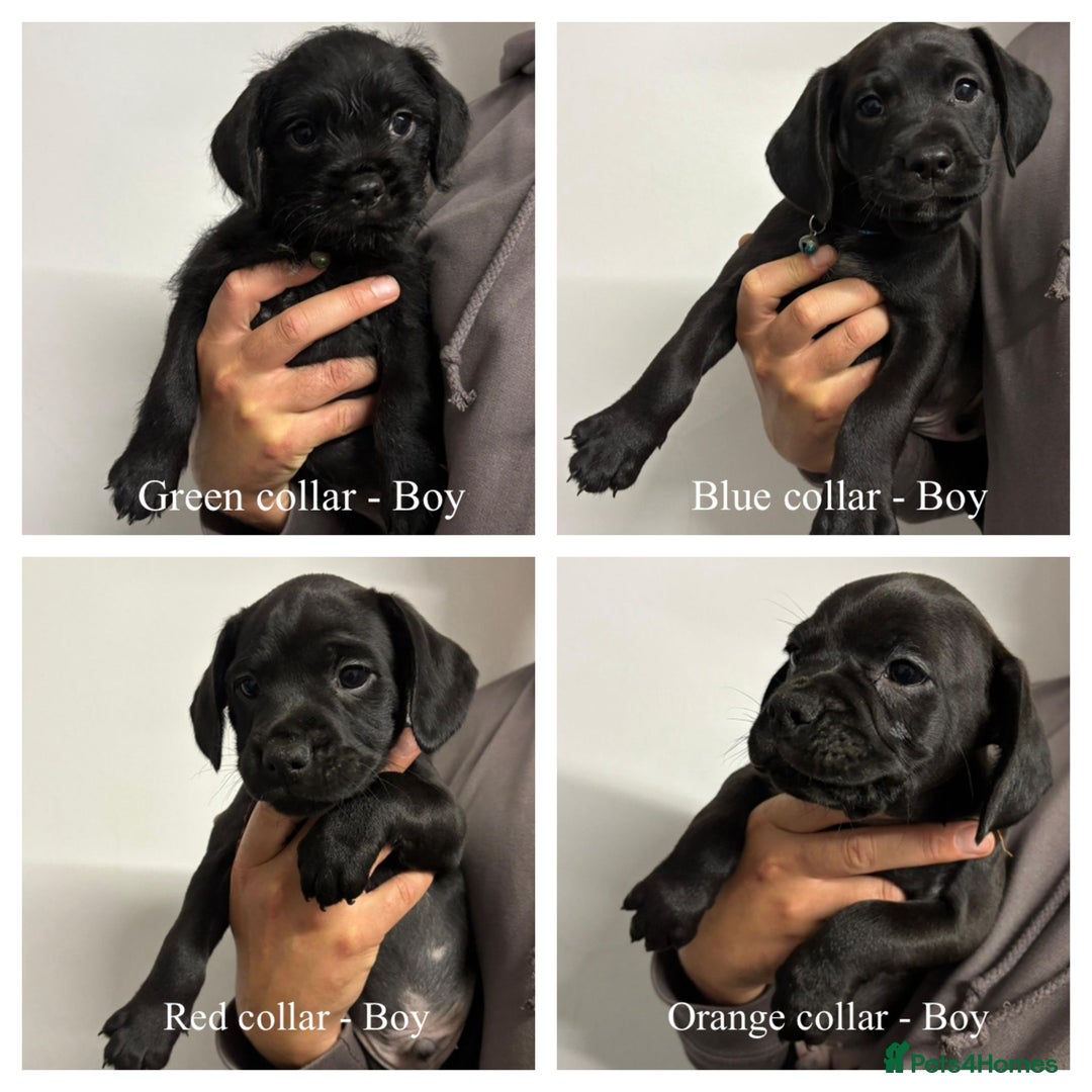 Mixed Breed dogs for sale: Cockapoo-look Puppies  - Image 11