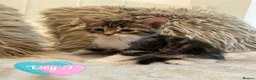 Mixed Breed cats for sale: Blue bengal kittens 🐈‍⬛🏠 - Advert 16