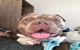 American Bully dogs for stud: Pocket bully for stud  - Image 9