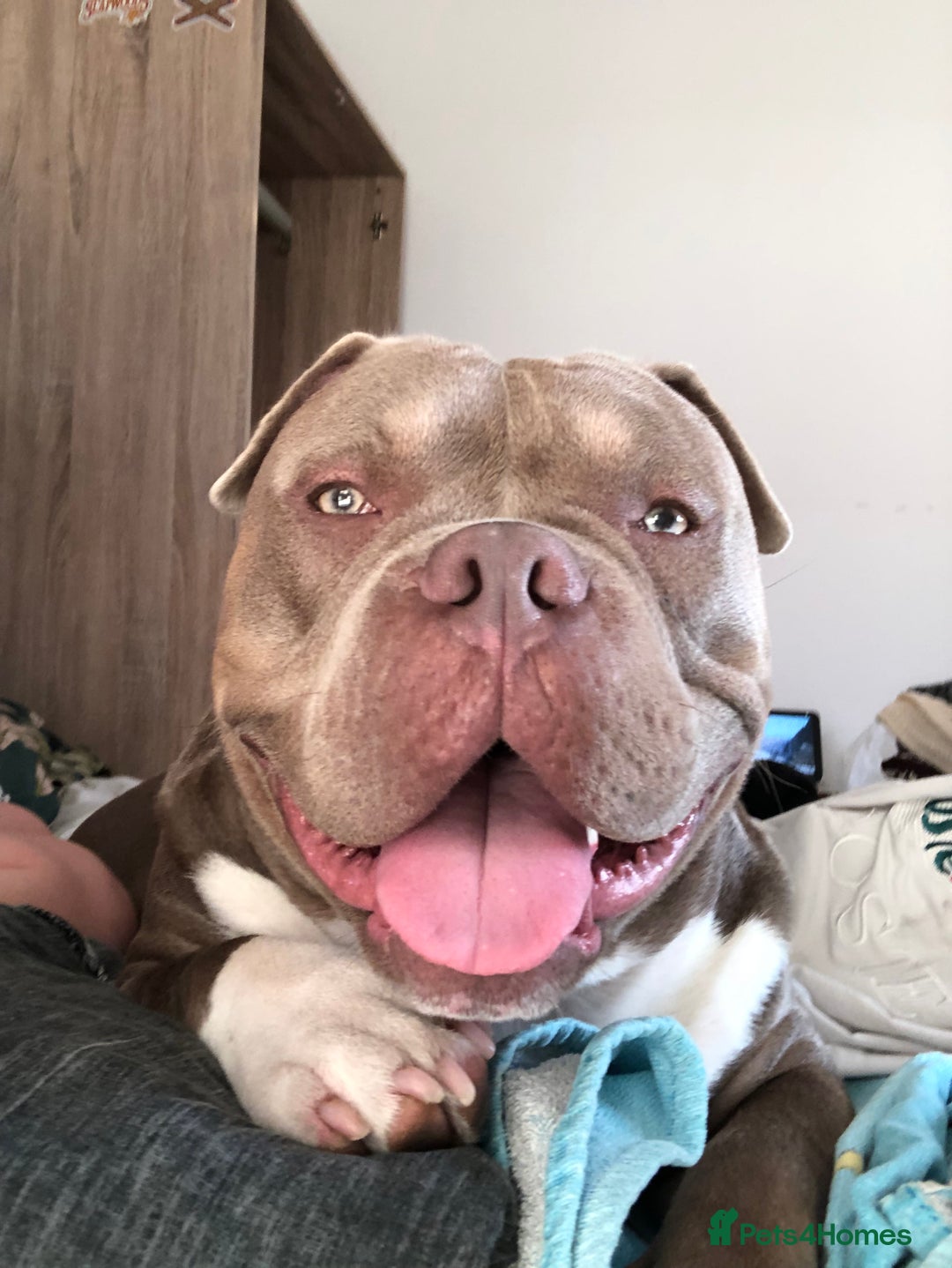 American Bully dogs for stud: Pocket bully for stud  - Image 9