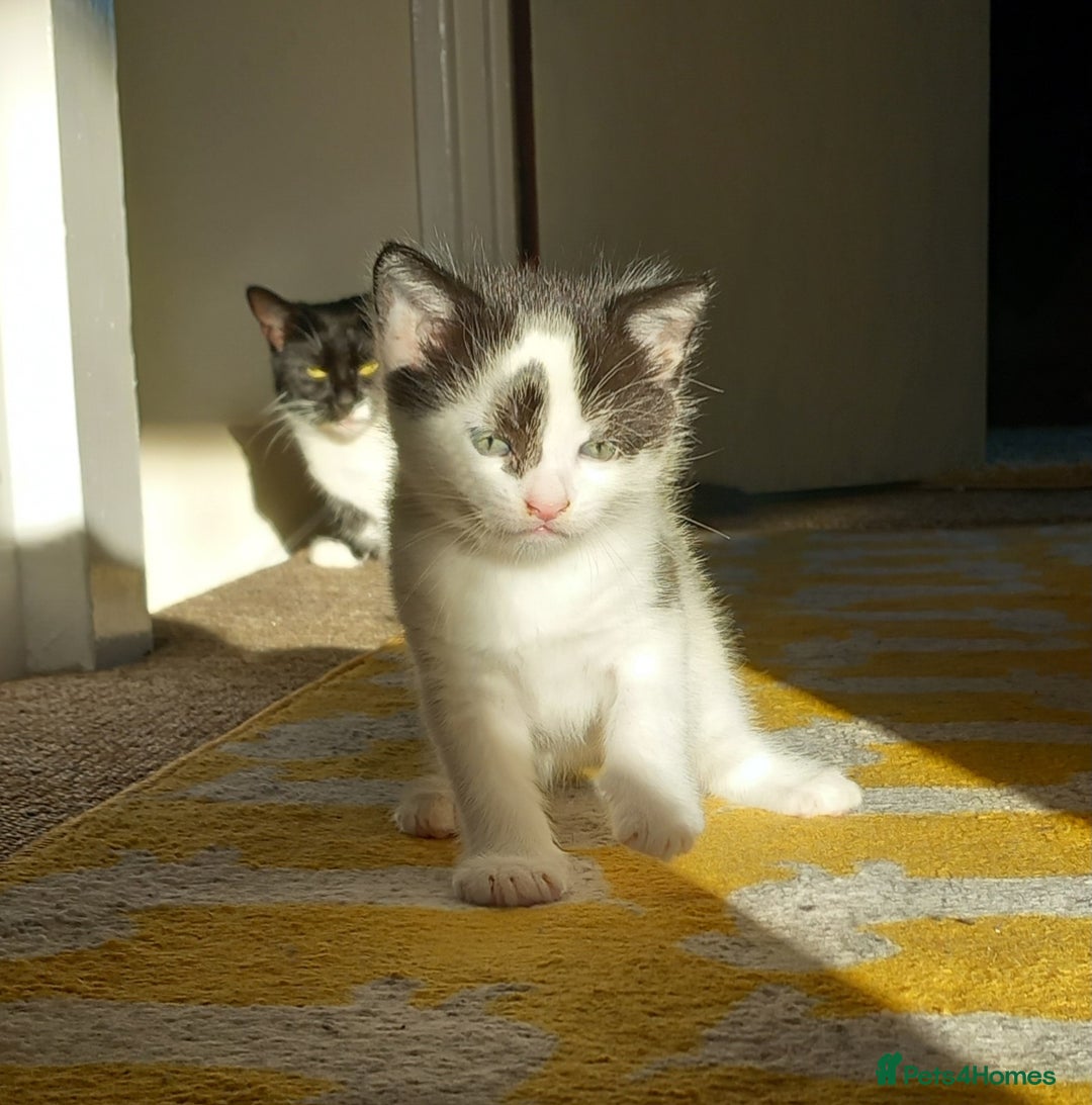 Mixed Breed cats for sale: Kittens available end of January  - Advert 3