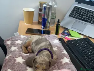 Miniature Dachshund dogs Miniature Dachshund Puppies - Advert 7