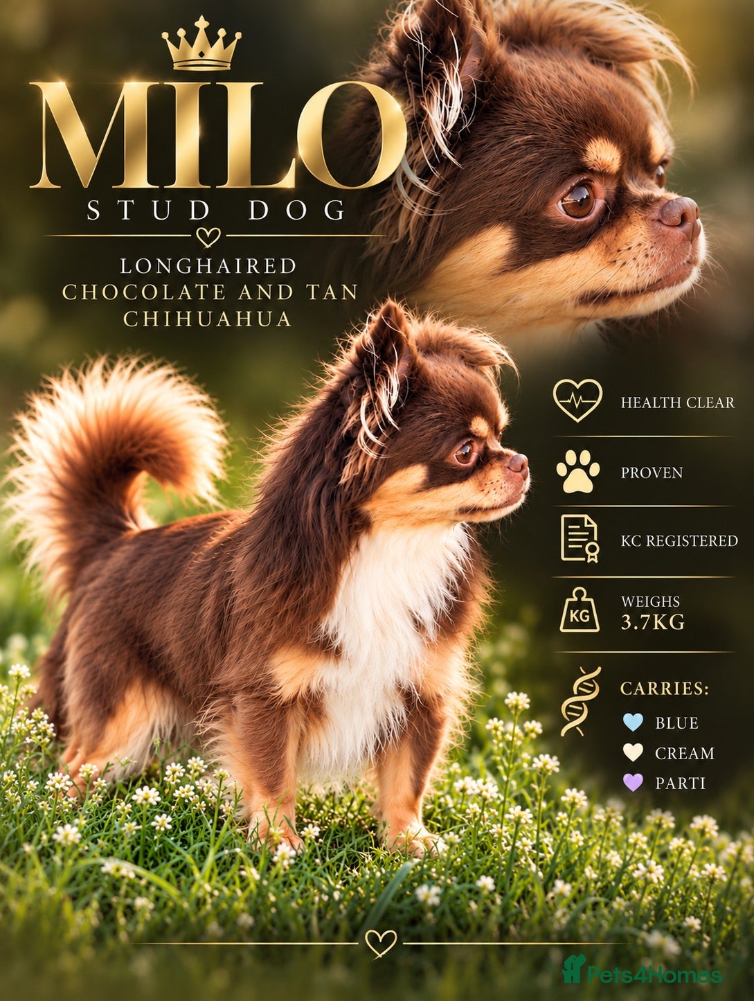 Chihuahua dogs for stud: MILO chocolate and tan longhair  - Advert 14