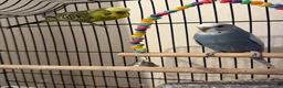 Budgerigars birds for sale: Two budgies with cage and all other necessities  in London - Advert 7